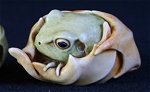 Maple Frog